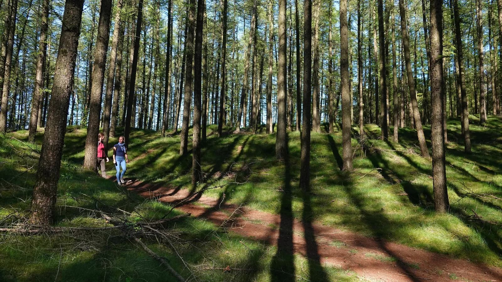 Zwei Wandernde auf einem sonnendurchfluteten Waldweg zwischen Kiefern