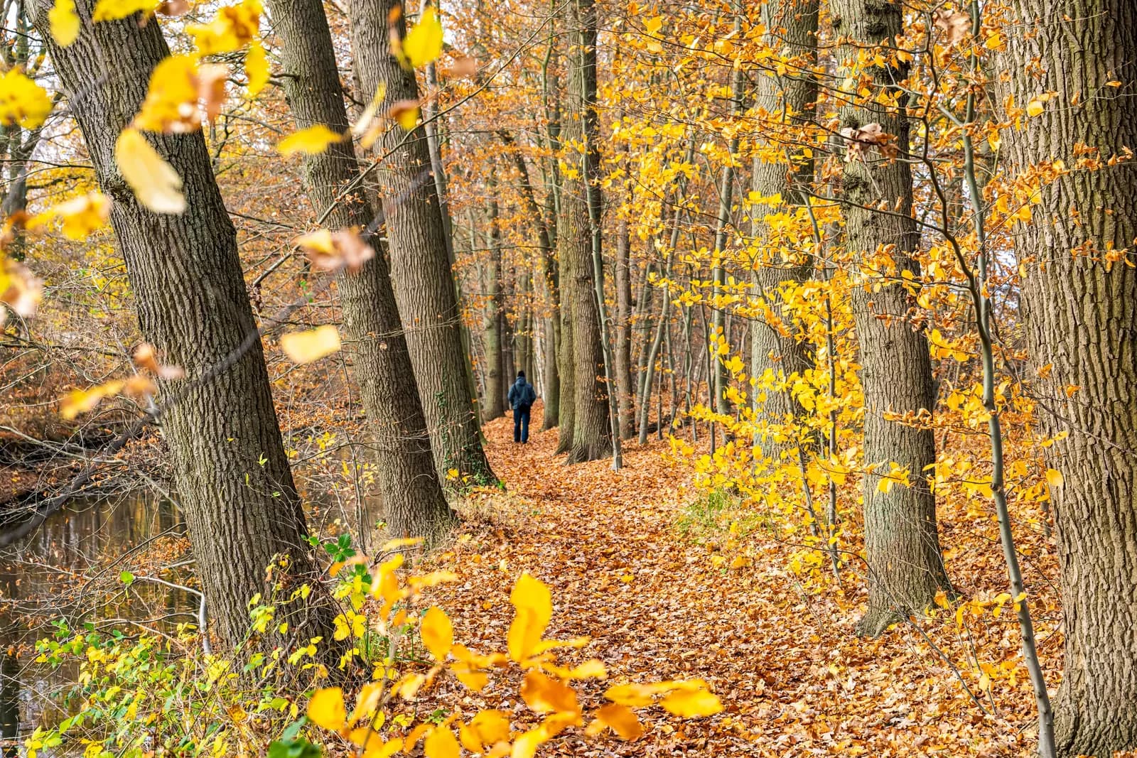 Herbstlicher Weg am Neetze-Kanal zwischen gelb gefärbten Bäumen