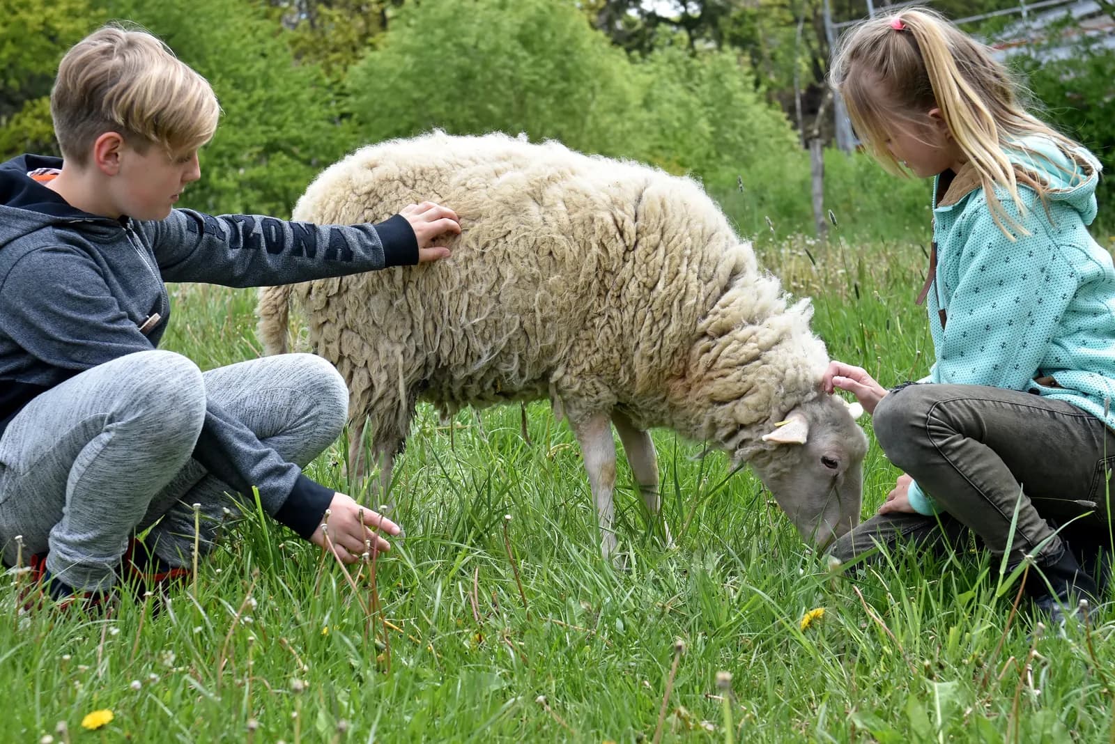 Ein Junge und ein Mädchen streicheln ein grasendes Schaf auf der Weide